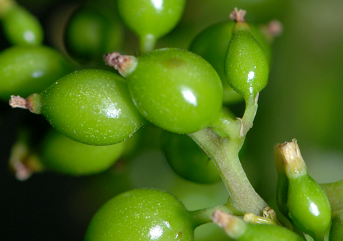 Dioscorea (=Tamus) communis / tamaro