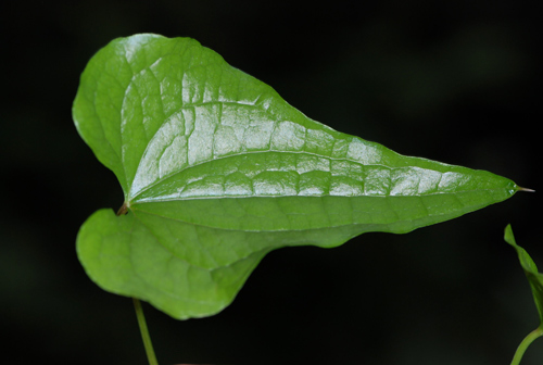 Dioscorea (=Tamus) communis / tamaro