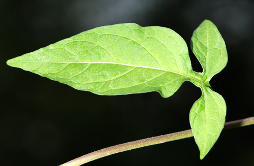 Solanum dulcamara / Morella rampicante