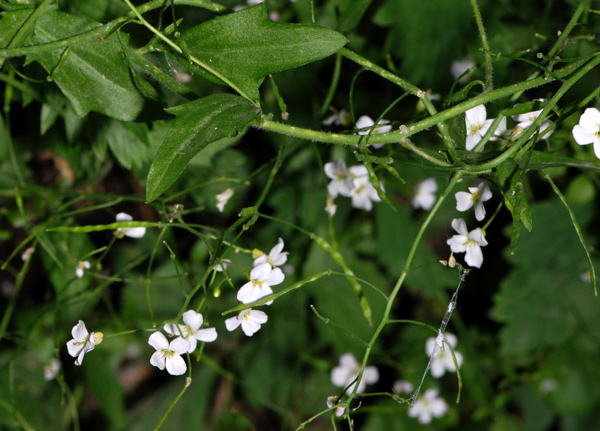 Crucifera da determinare