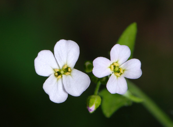 Crucifera da determinare