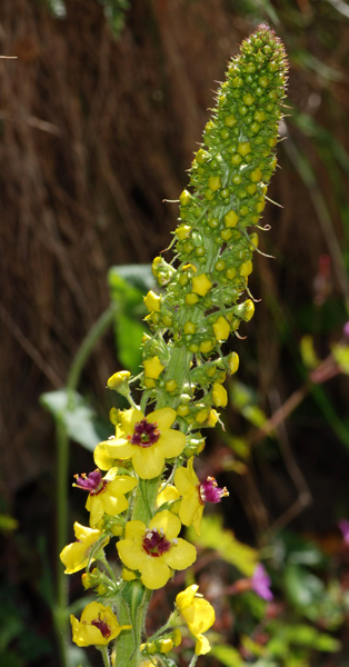 Verbascum nigrum / Verbasco nero