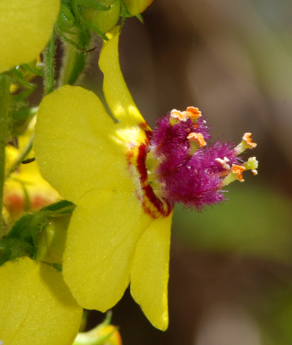 Verbascum nigrum / Verbasco nero