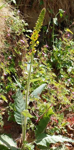 Verbascum nigrum / Verbasco nero