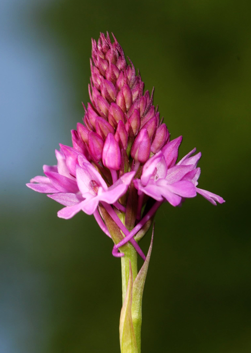 Anacamptis pyramidalis