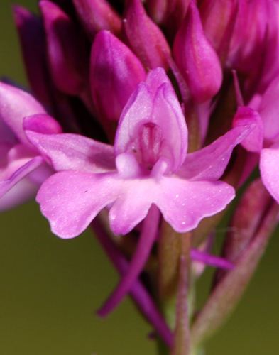 Anacamptis pyramidalis
