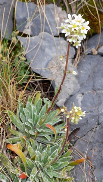 Cosa diventer? Saxifraga hostii
