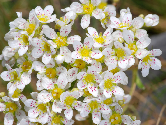 Cosa diventer? Saxifraga hostii