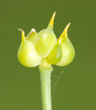 Ranunculus thora / Erba tora