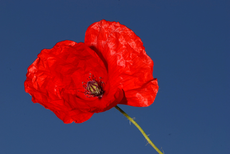 Papaver rhoeas