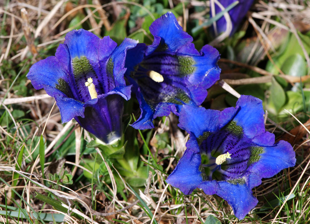 Gentiana acaulis (=kochiana) / Genziana di Koch