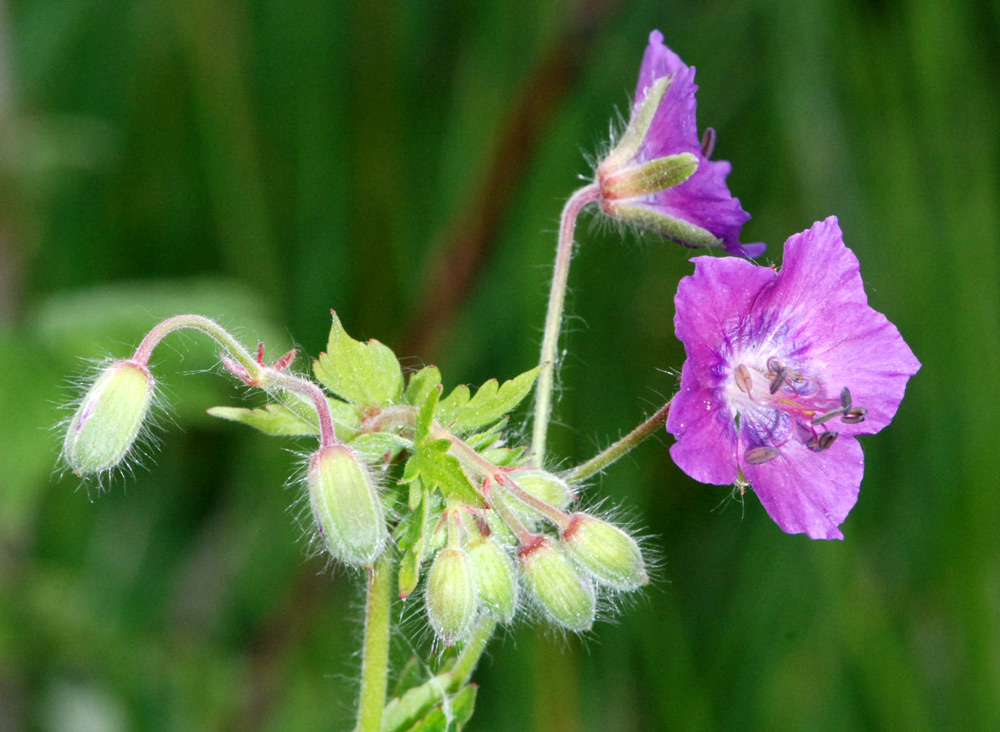 Geranium spp. a confronto (specie montane)