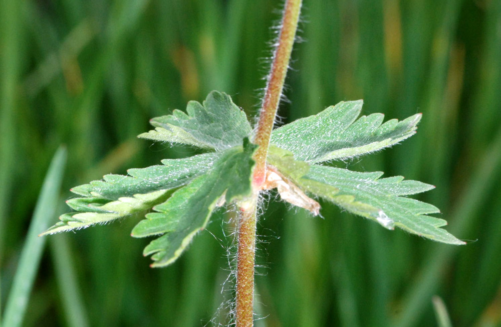 Geranium spp. a confronto (specie montane)