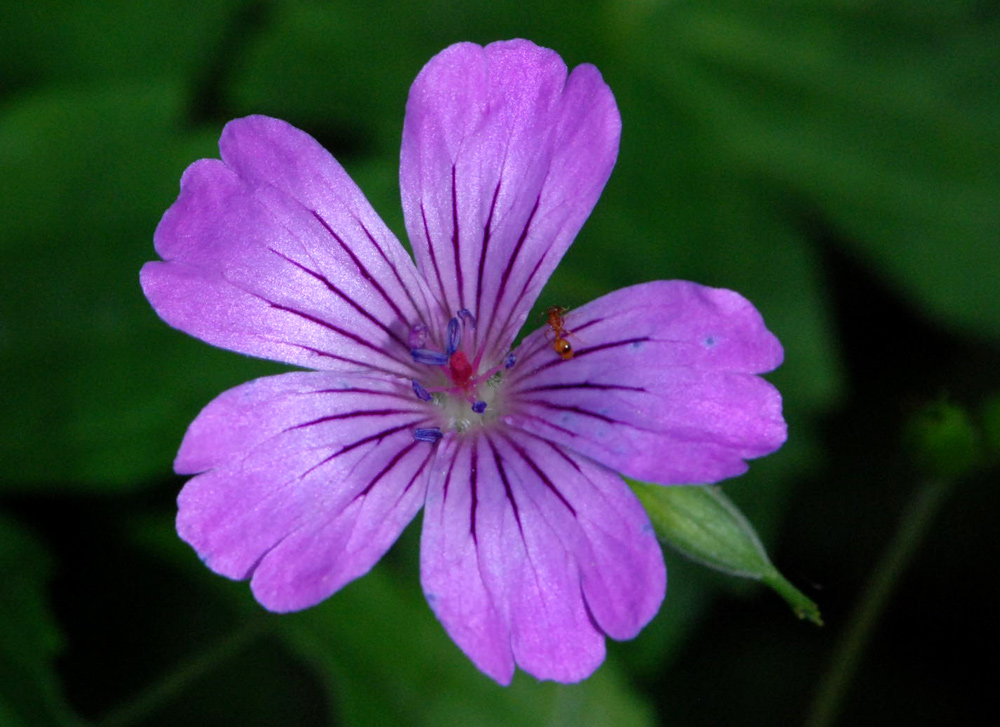 Geranium spp. a confronto (specie montane)