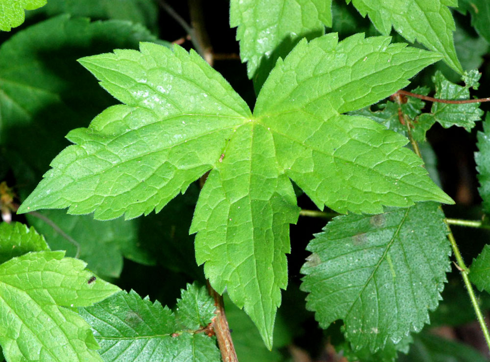 Geranium spp. a confronto (specie montane)