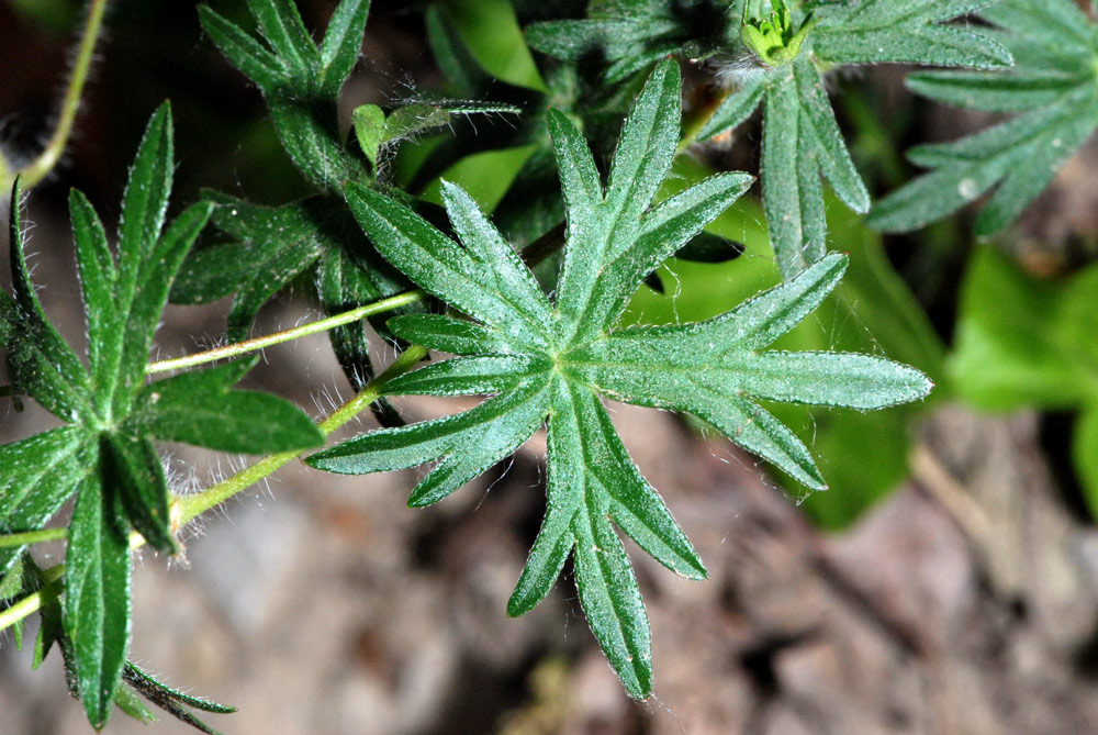 Geranium spp. a confronto (specie montane)