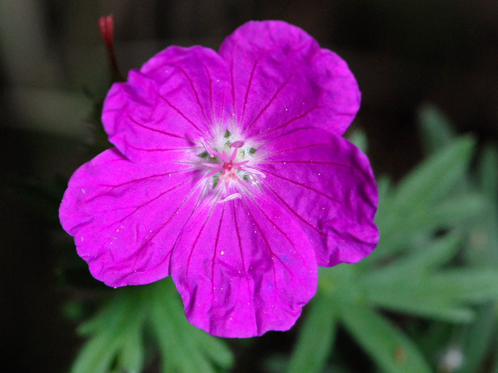 Geranium spp. a confronto (specie montane)