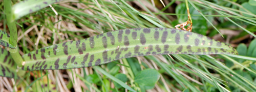 Dactylorhiza maculata?