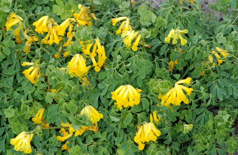 Pseudofumaria lutea (=Corydalis lutea) / Colombina gialla