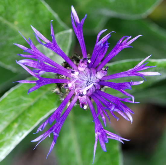 Centaurea montana / Fiordaliso montano