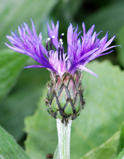 Centaurea montana / Fiordaliso montano