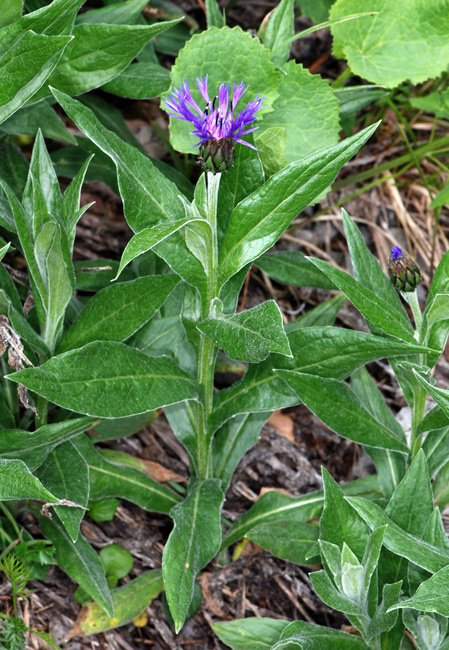 Centaurea montana / Fiordaliso montano
