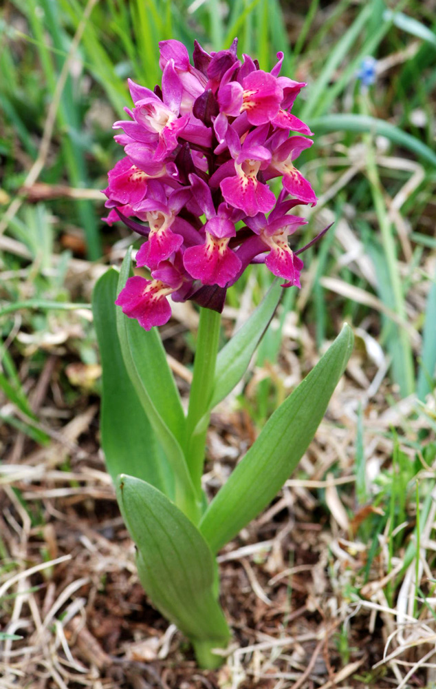Dactylorhiza sambucina