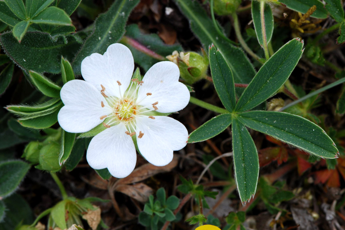 potentilla alba