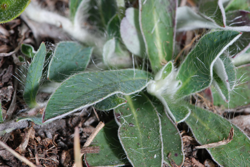 Pilosella officinarum (= Hieracium pilosella) / Pelosella