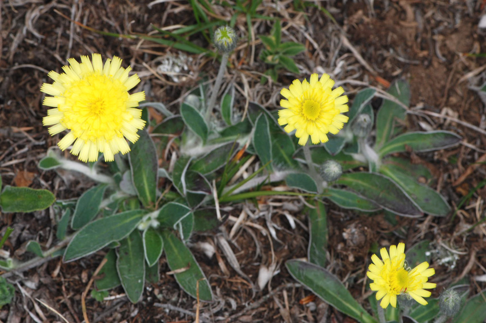 Pilosella officinarum (= Hieracium pilosella) / Pelosella