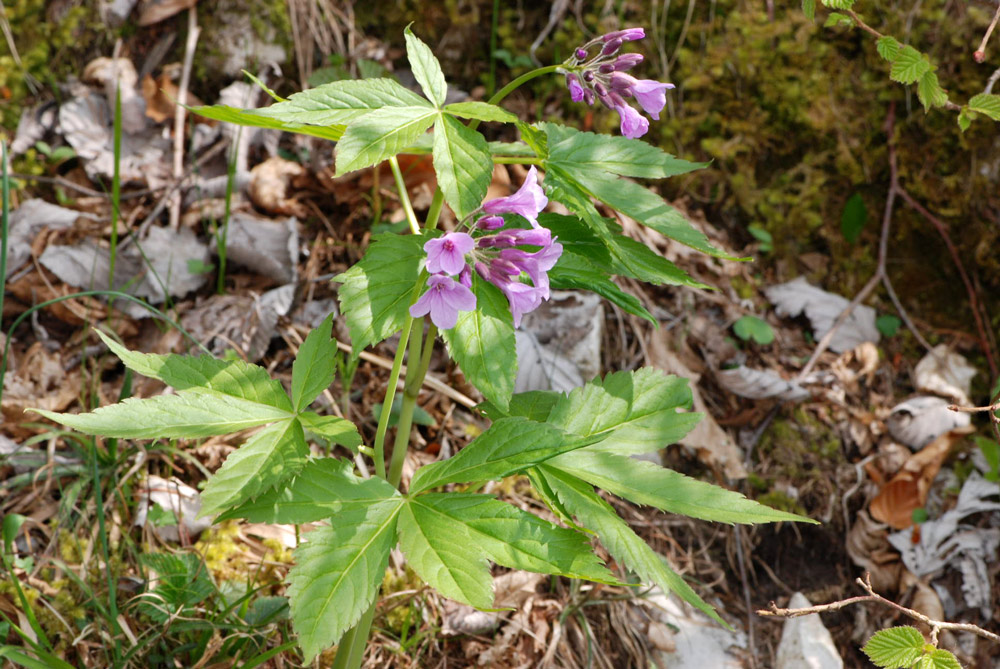 Cardamine pentaphyllos / Dentaria a cinque foglie