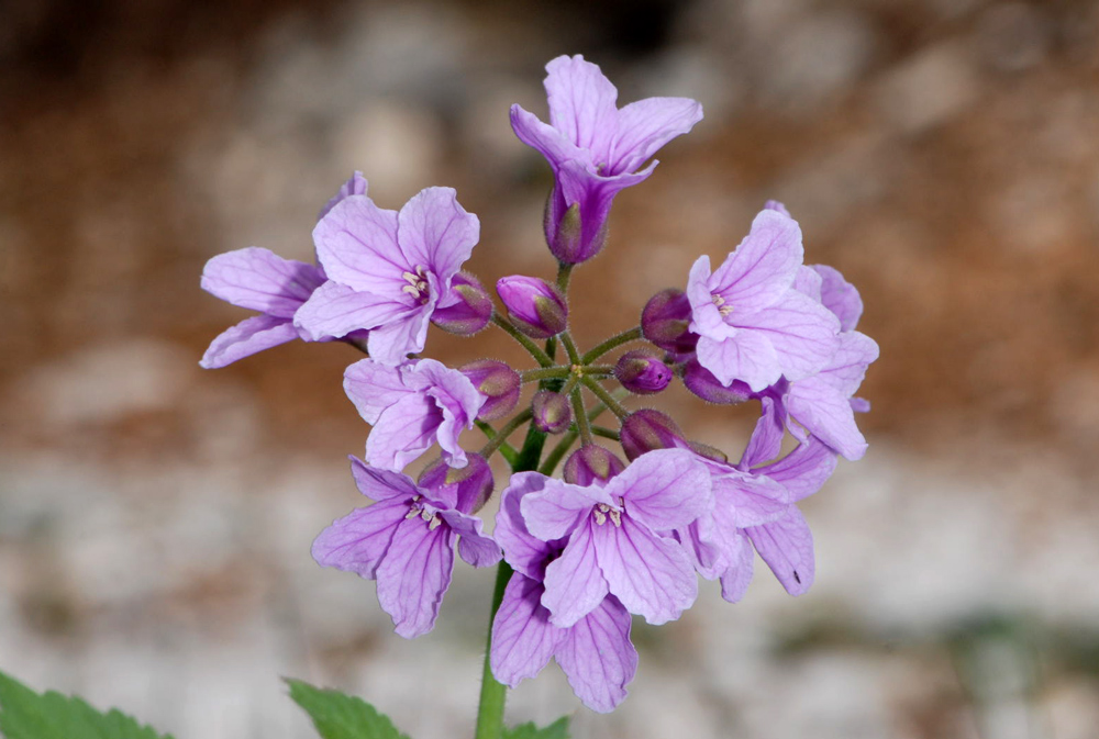 Cardamine pentaphyllos / Dentaria a cinque foglie
