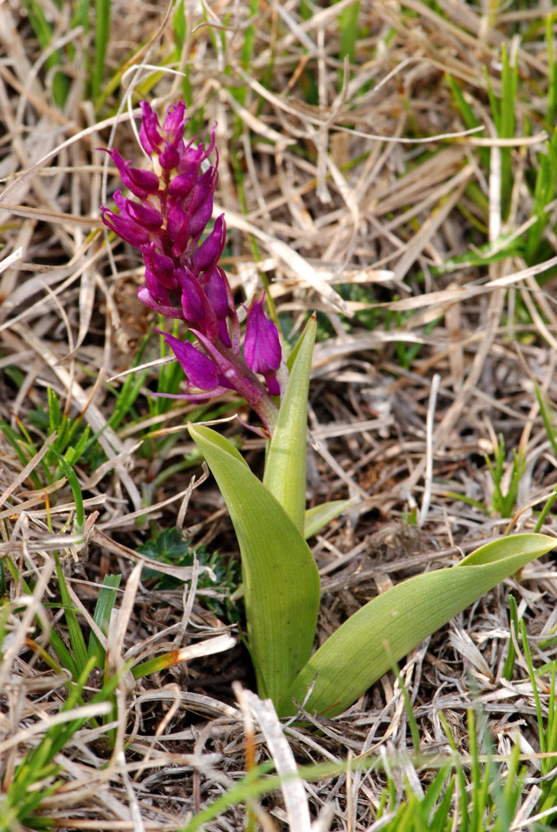 Dactylorhiza sambucina