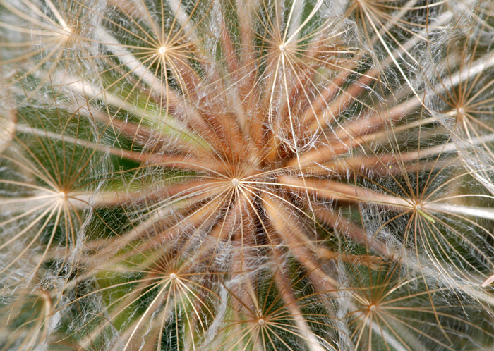 Tragopogon pratensis / Barba di becco