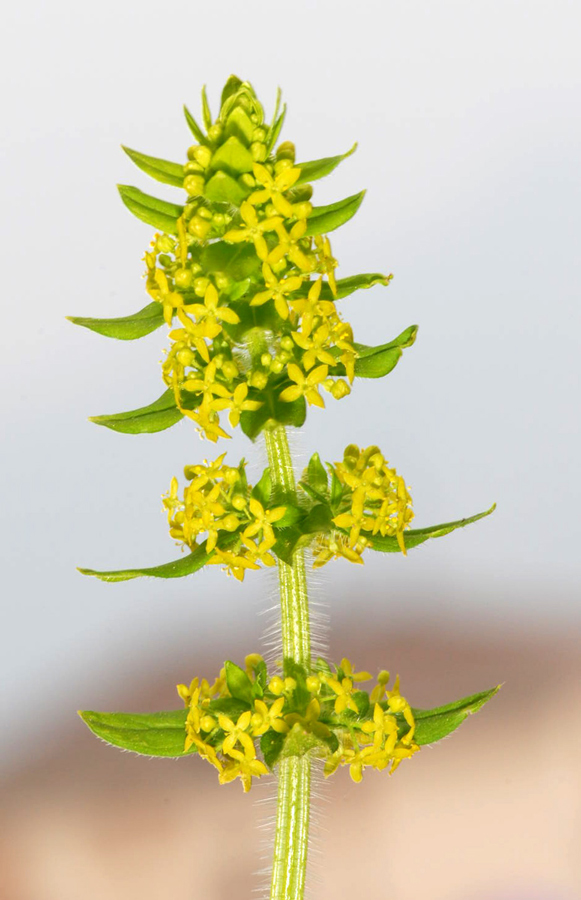 Cruciata laevipes / Crocettona comune