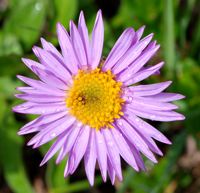 Aster alpinus / Astro alpino