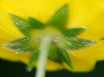 Potentilla da identificare