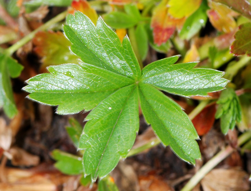 Potentilla da identificare
