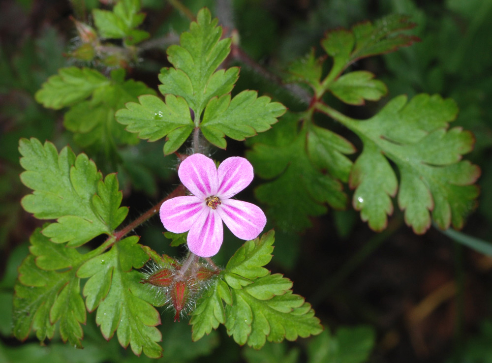 Geranium spp. a confronto (specie montane)