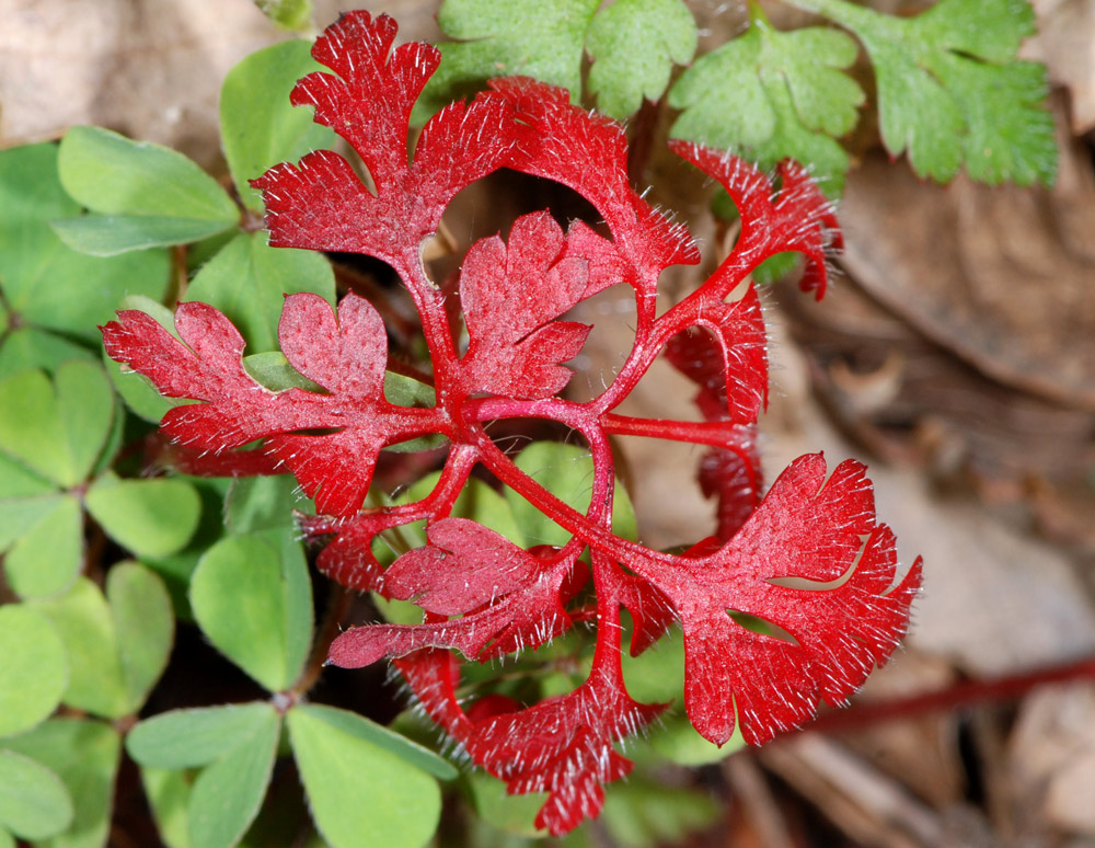 Geranium spp. a confronto (specie montane)