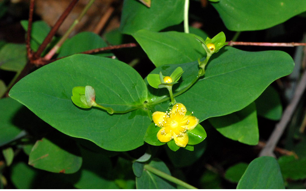 Hypericum androsaemum / Erba di S.Giovanni arbustiva