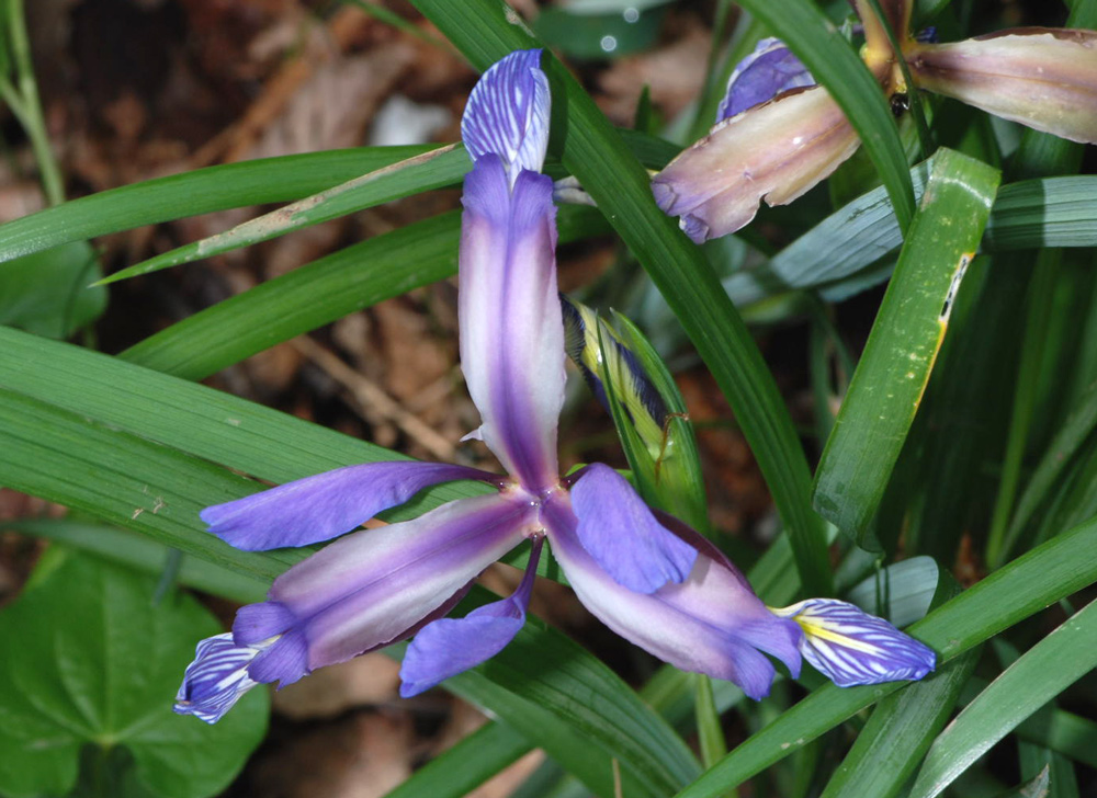 Iris graminea / Giaggiolo susino, G. susinario