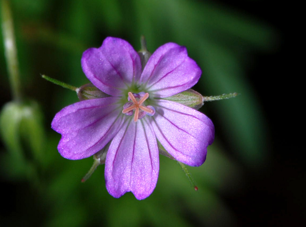 Geranium spp. a confronto (specie montane)