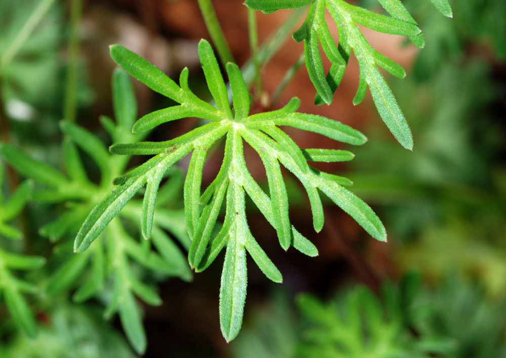 Geranium spp. a confronto (specie montane)