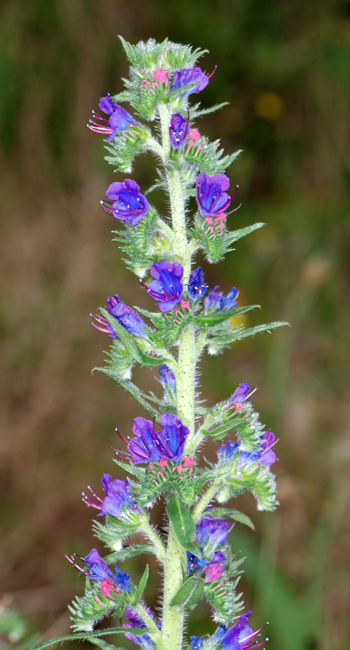 Echium vulgare?