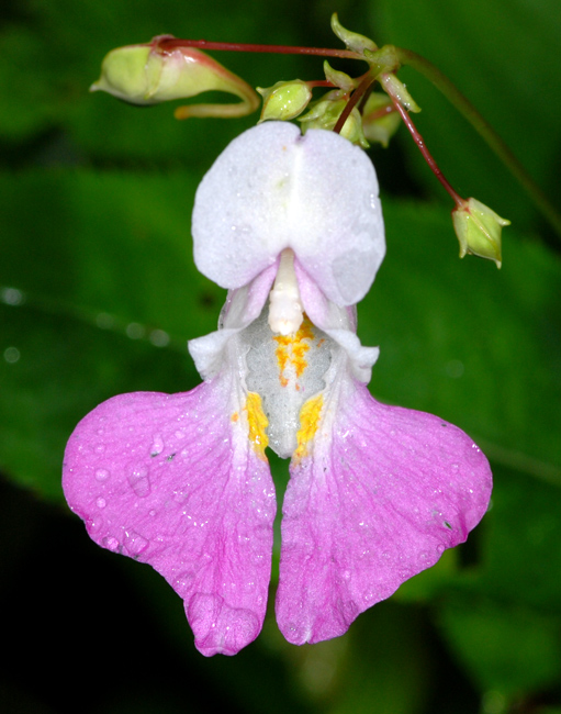 Impatiens balfourii / Balsamina di Balfour