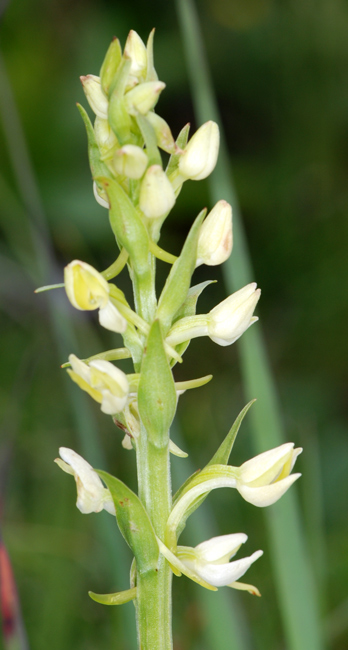 Pseudorchis albida