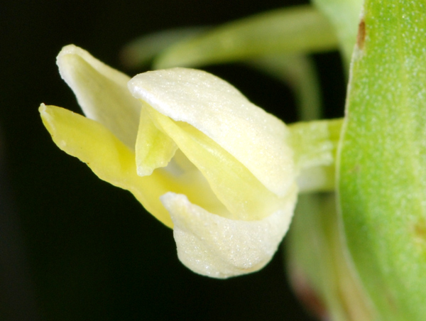 Pseudorchis albida