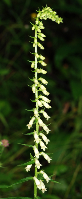 Digitalis lutea / Digitale gialla piccola