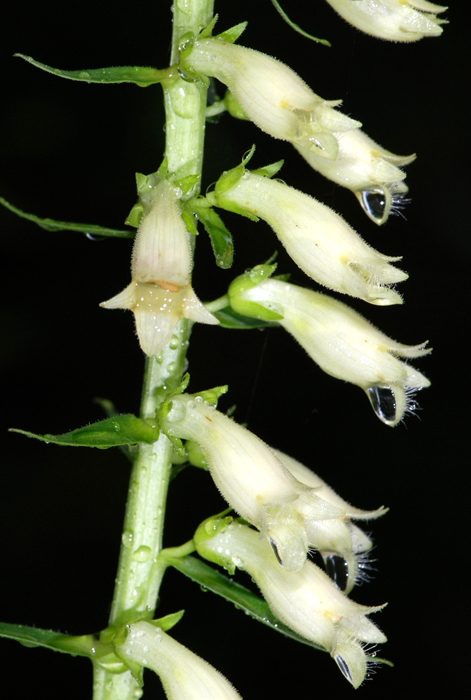 Digitalis lutea / Digitale gialla piccola